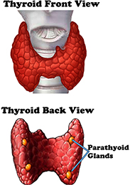 Parathyroid Disorders Ian Behr