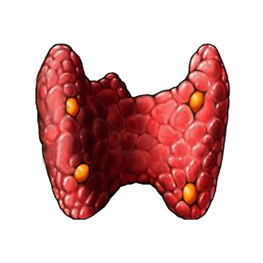 Thyroid Back View